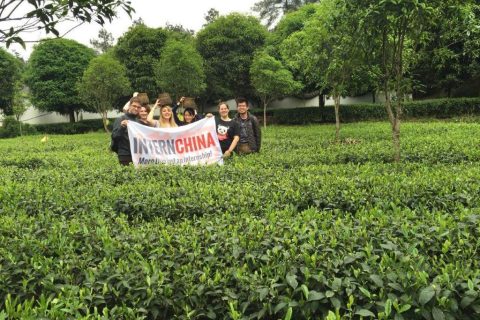InternChina-Pujiang-Tea-Fields-2-Medium