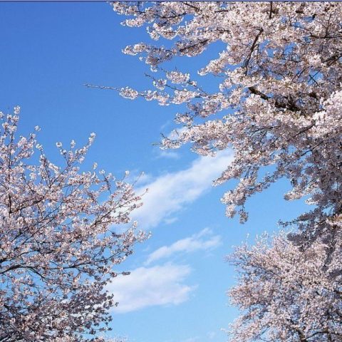 Kirchbluete-falling-sakura