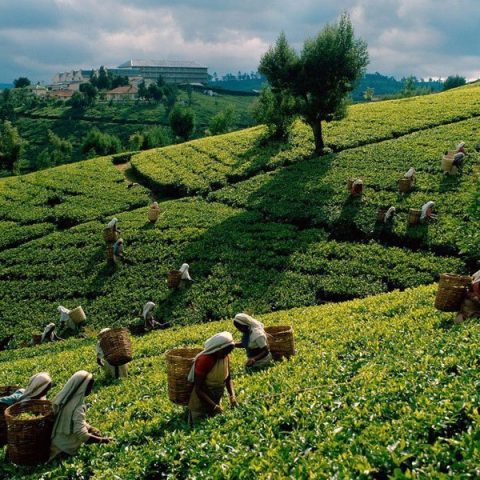chinese-tea-plantation