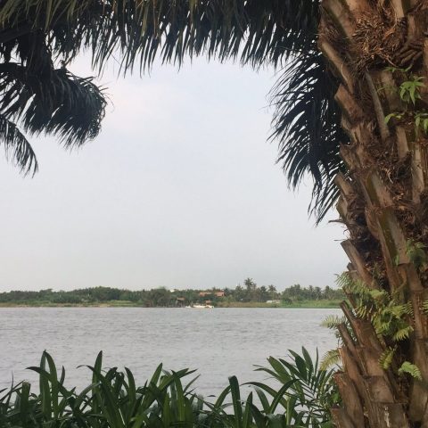 Palm trees by the river in vietnam