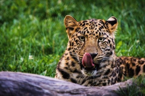 Conservation in Chengdu