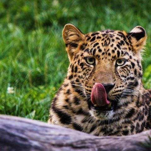 Conservation in Chengdu